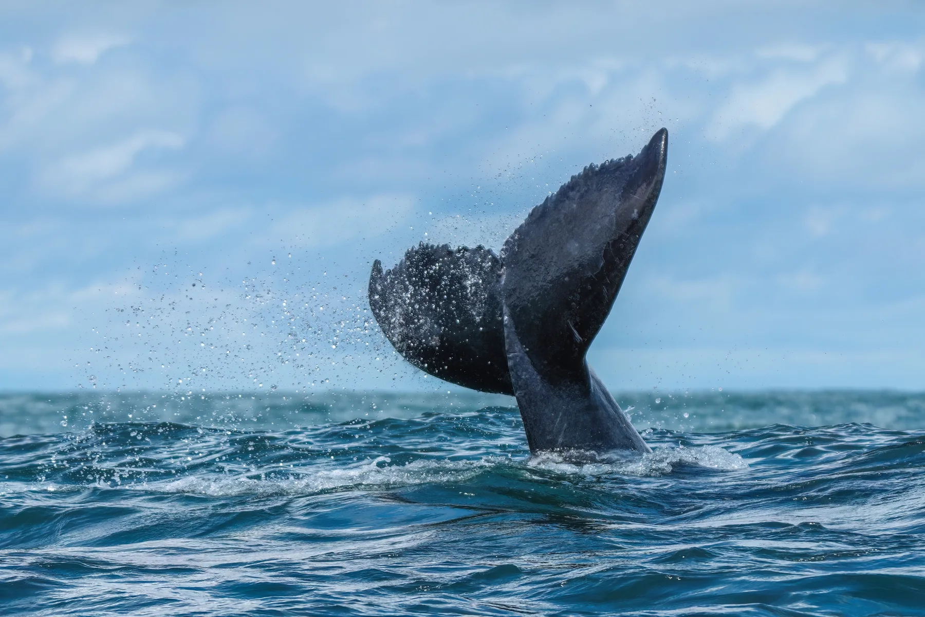 Humpback whale tail rising from the ocean in Marino Ballena National Park