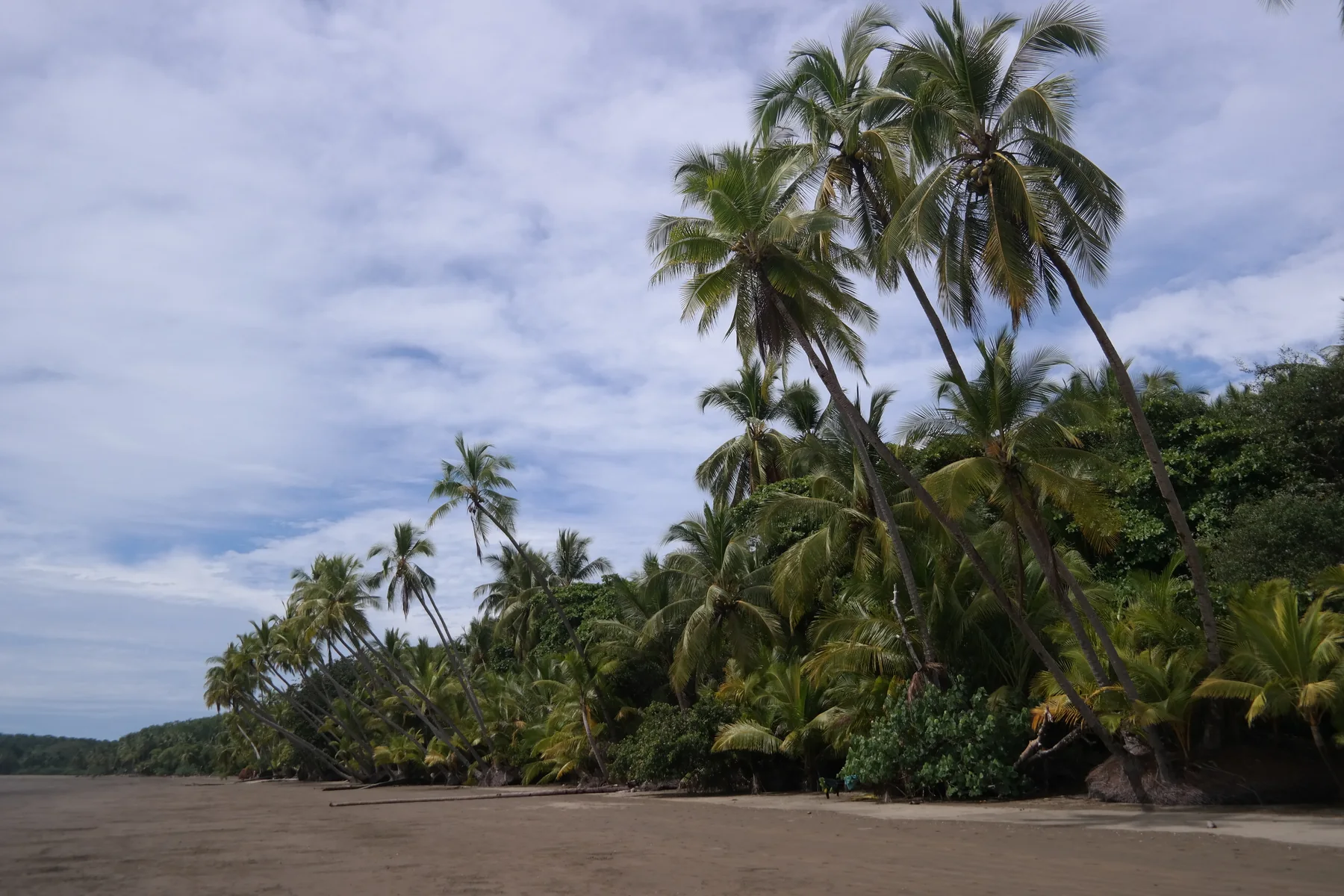 Palm-lined beach inside Marino Ballena National Park in Uvita